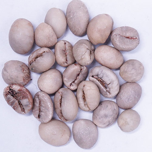 注文焙煎用ジャワロブスタ生豆の画像