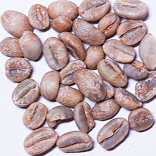 注文焙煎用モカシダモナチュラル生豆の画像