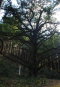 樹齢400年のカヤの大木